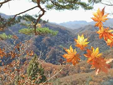 澳门六开彩天天开奖结果查询今天澳门,澳门六开彩天天开奖结果查询——今天澳门的彩票盛宴